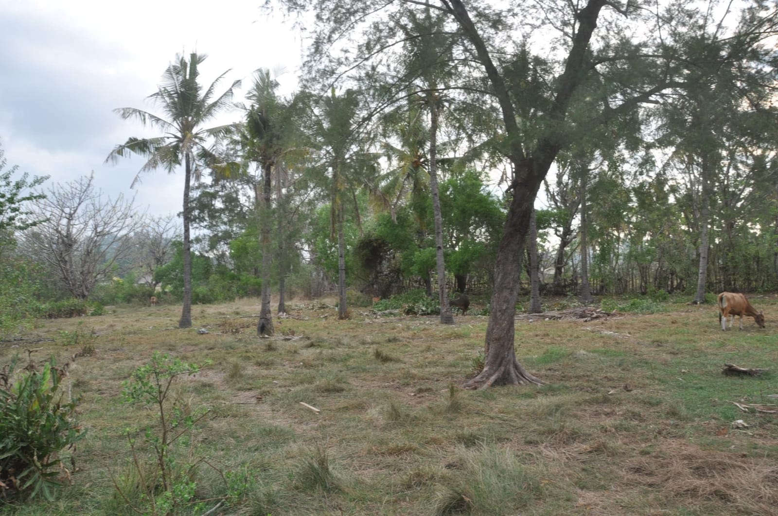 Tanah di jual NATRABU ( Gili Meno )