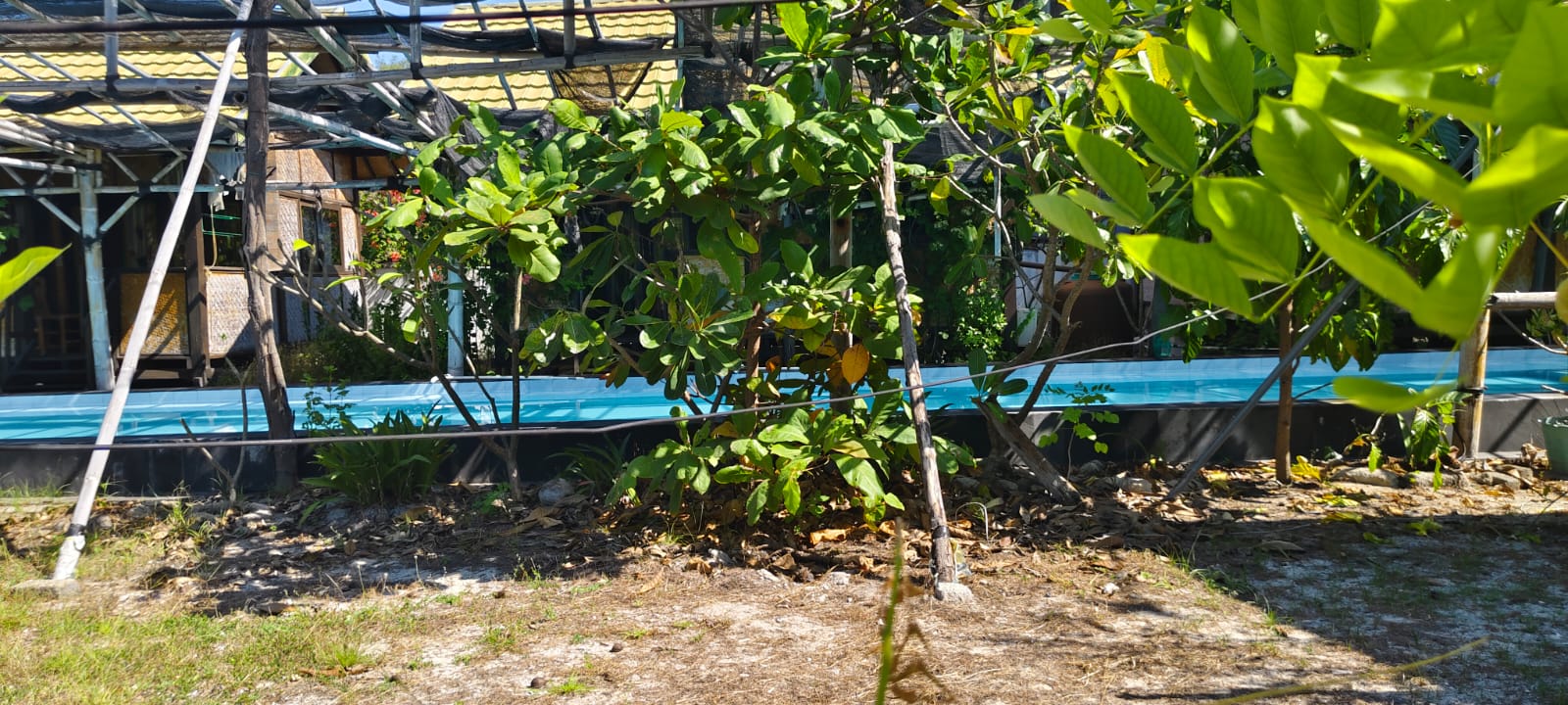 DiJual, Paul's Last Resort